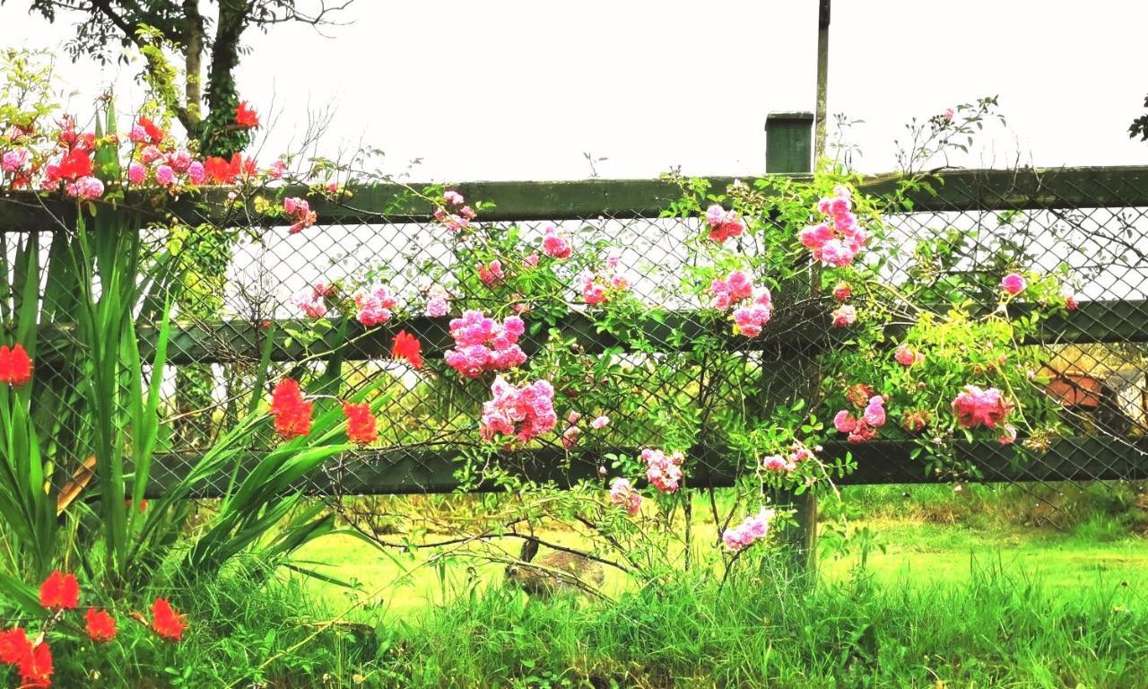 New Listing - Ladybird Cottage - Donegal - Wild Atlantic Way Donegal Town Ngoại thất bức ảnh